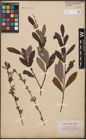 Foto von Salix aurita L. x Salix purpurea L.
